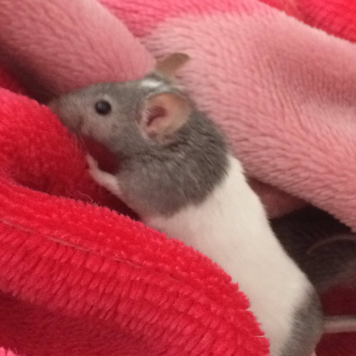 KibakiKyarako's tweet photo. My mouse is playing hide n seek in the blanket. Darn her cuteness... still wish I had a cat or a dog. #mousegames https://t.co/1C47OgeBUW
