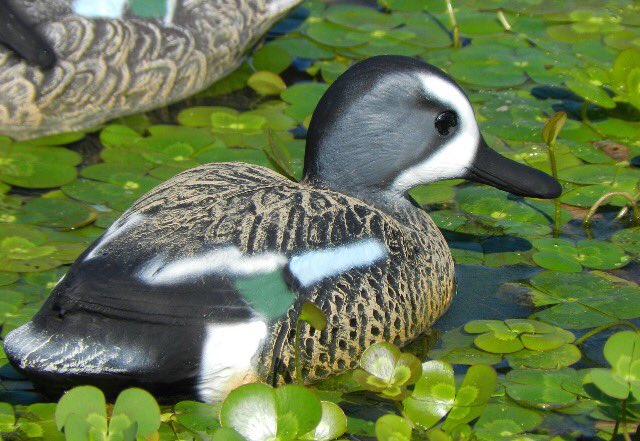 MitchellGertner's tweet image. Teal season is almost here get your gear at @GHDecoys