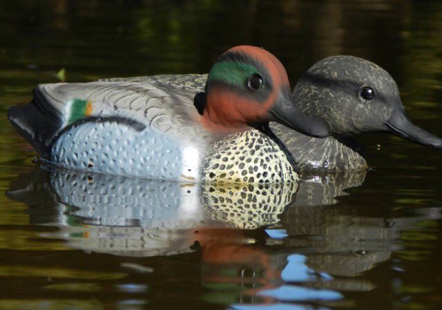 MitchellGertner's tweet image. Teal season is almost here get your gear at @GHDecoys