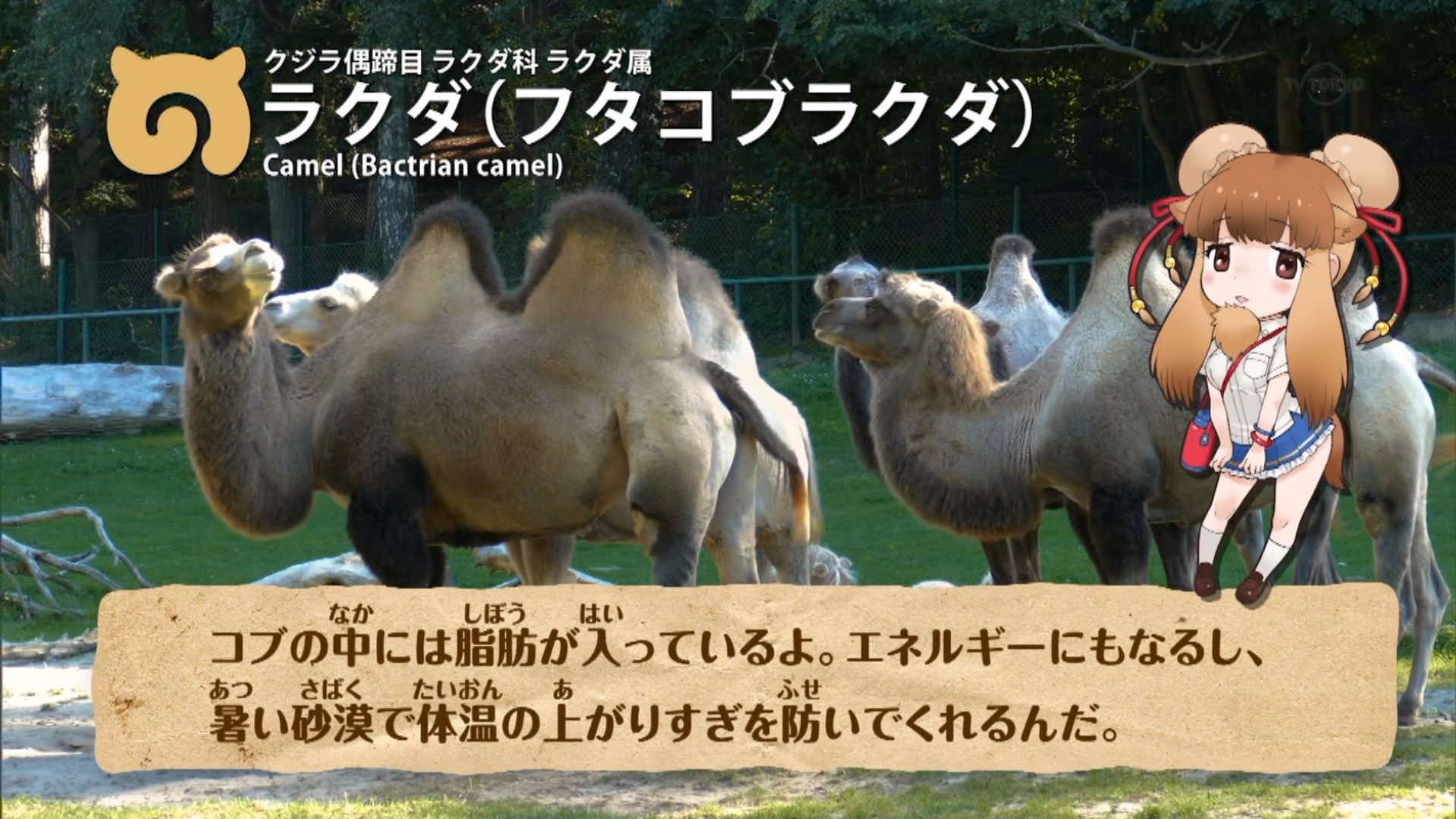 تويتر たごーる على تويتر Rt サーバルキャットが サーバル 表記だったからあれだけど言われてみればなるほどしりとり てことは明日は ウ から始まる動物なのね けものフレンズ Kemo Anime Tvtokyo T Co Qfkwevru1i