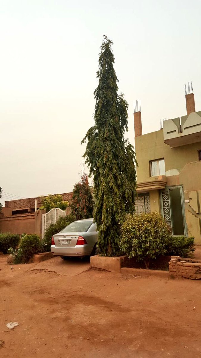 سليمان السهلي On Twitter هذه أشجار الاشوكا في السودان صورها لي أحد المتابعين الكرام وهي تحب الرطوبة ناجحة في جدة مثلا وكذلك في الطائف كنماذج مناخية مختلفة Https T Co 2fwh9ypk6t