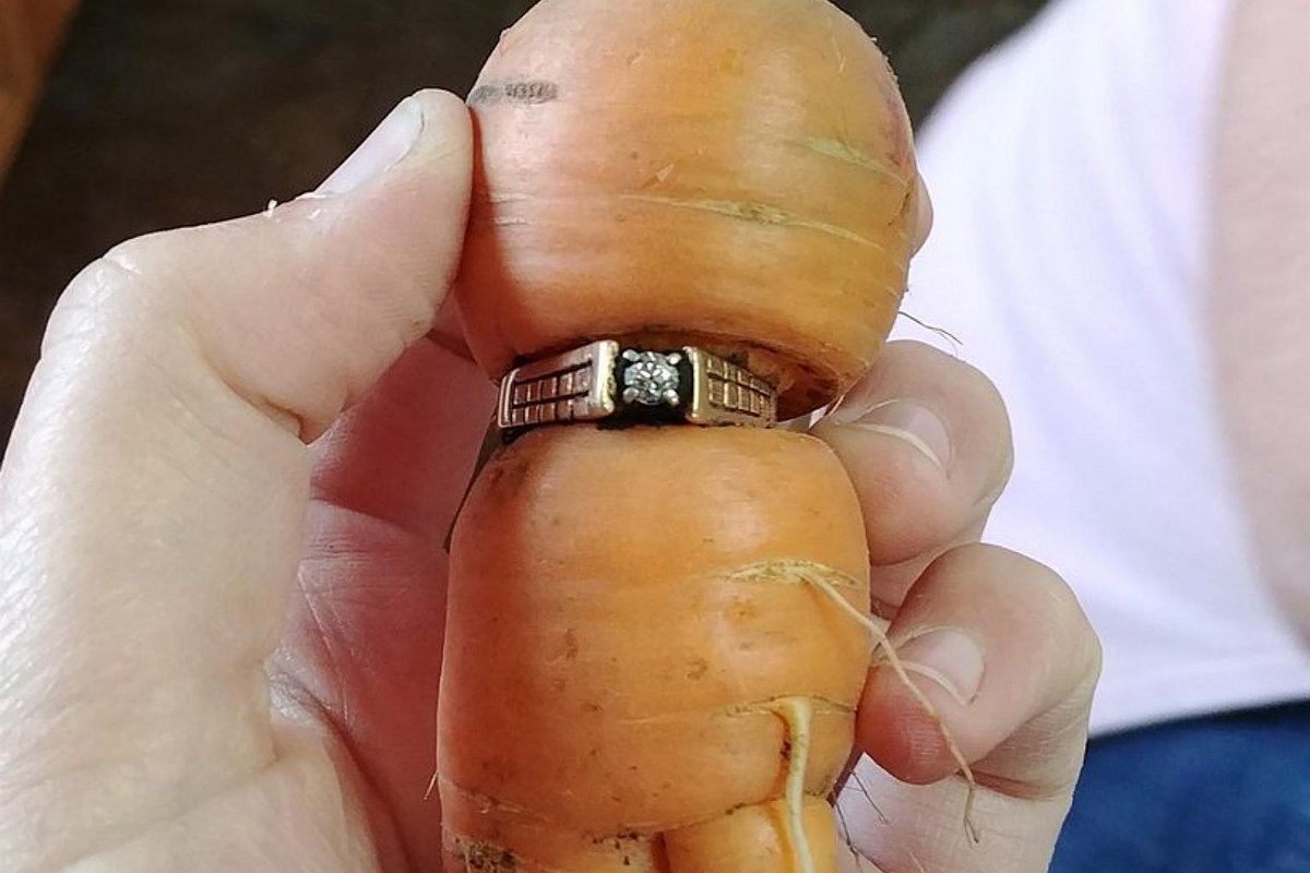 beaver_ch5's tweet image. คุณย่าแคนาดาทำแหวนหมั้นหายขณะทำสวนเมื่อปี 2547 พอ 13 ปีต่อมา ลูกสาวเธอดึงแครอทในสวน แล้วพบแหวนนี้อีกครั้ง