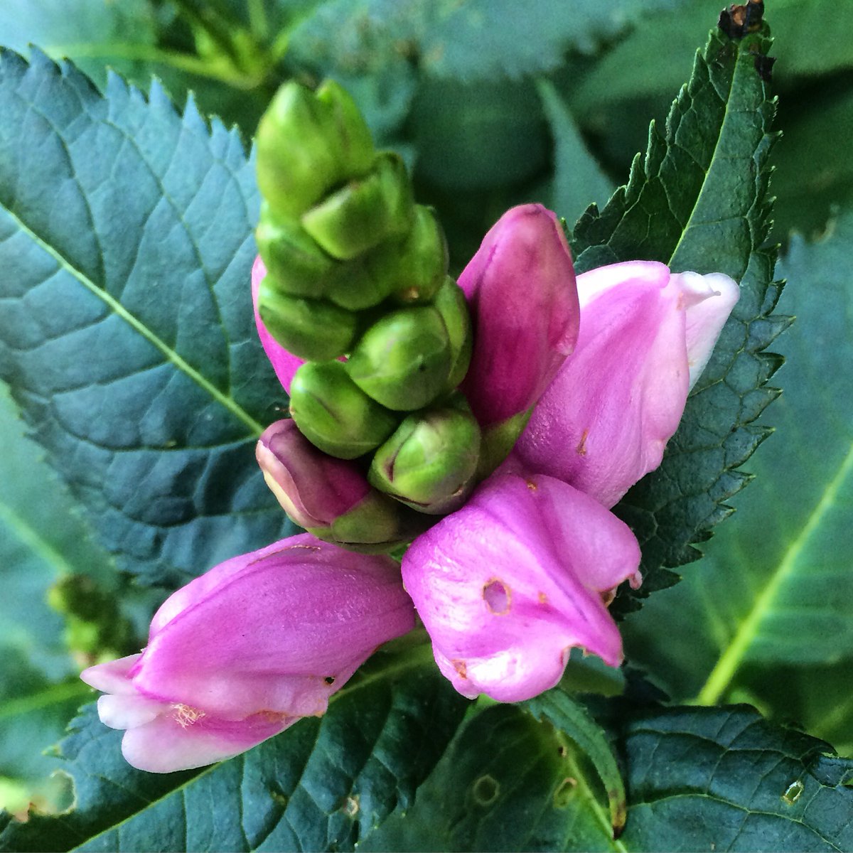 jdubqca's tweet image. turtleheads blooming early this year - at least this one mostly in shade #perennial #chelone