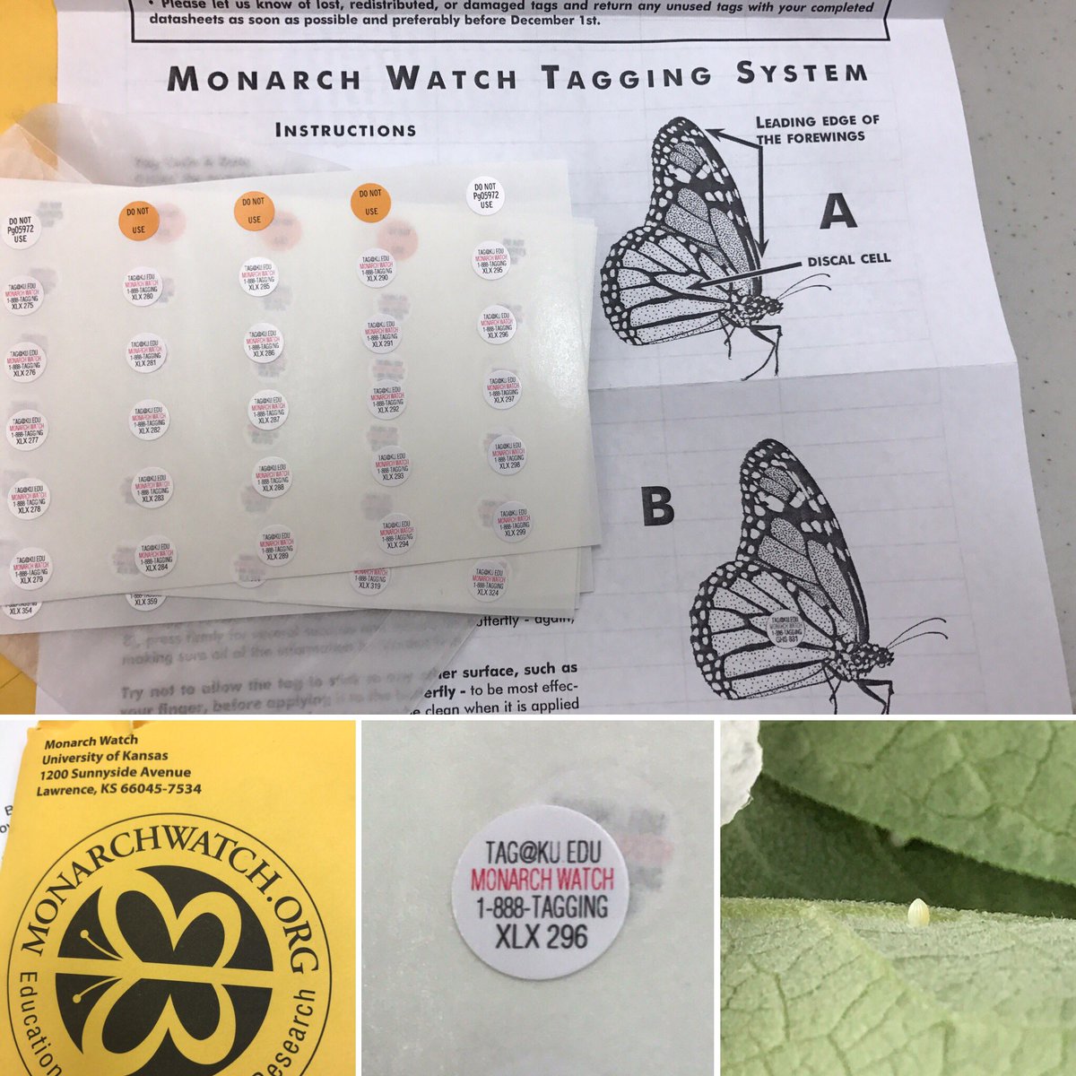 AvonOLC's tweet photo. Have our tags and found 10 more eggs! #monarchs #migration2017 https://t.co/jIOAkKcBDw