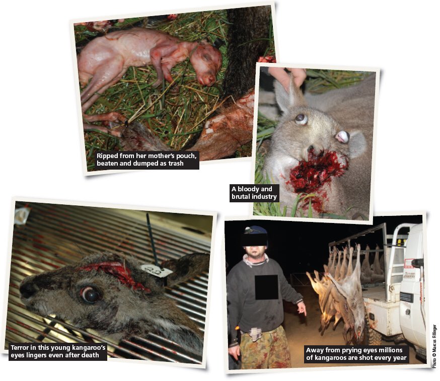 WatchKanga's tweet photo. #MarkWales #KillKapture Not Only Do You Have NO Respect For A Sacred Animal #Kangaroo You Have NO Respect For The #Australian #CoatOfArms.. https://t.co/v0qYG2WY51