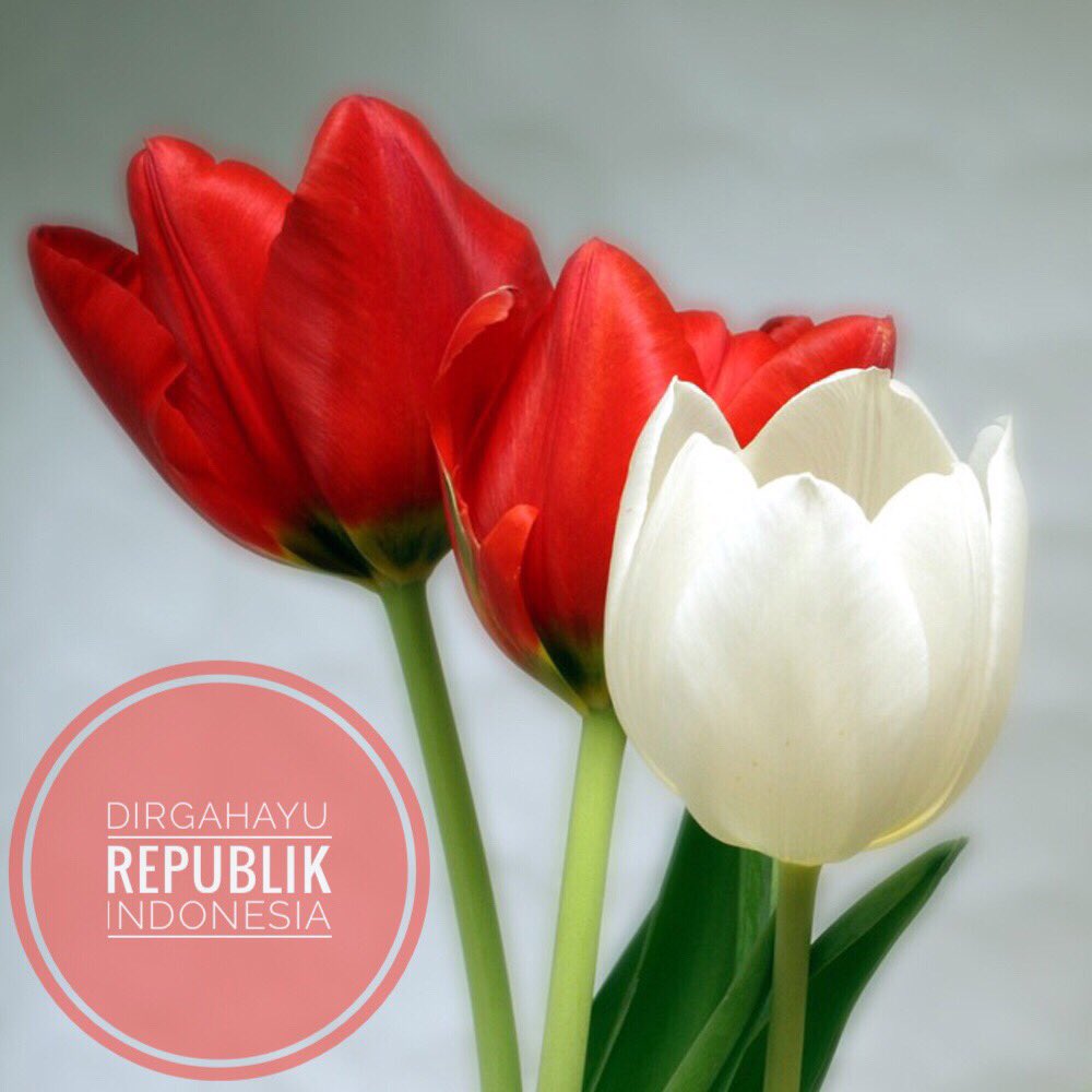 bumiherbal's tweet photo. Memperingati #IndonesiaMerdeka

Jayalah selalu, Indonesiaku. Siap selalu kami berbakti untuk Bangsa dan Ibu Pertiwi.

#Merdeka! #RI72 https://t.co/blRQguod0o