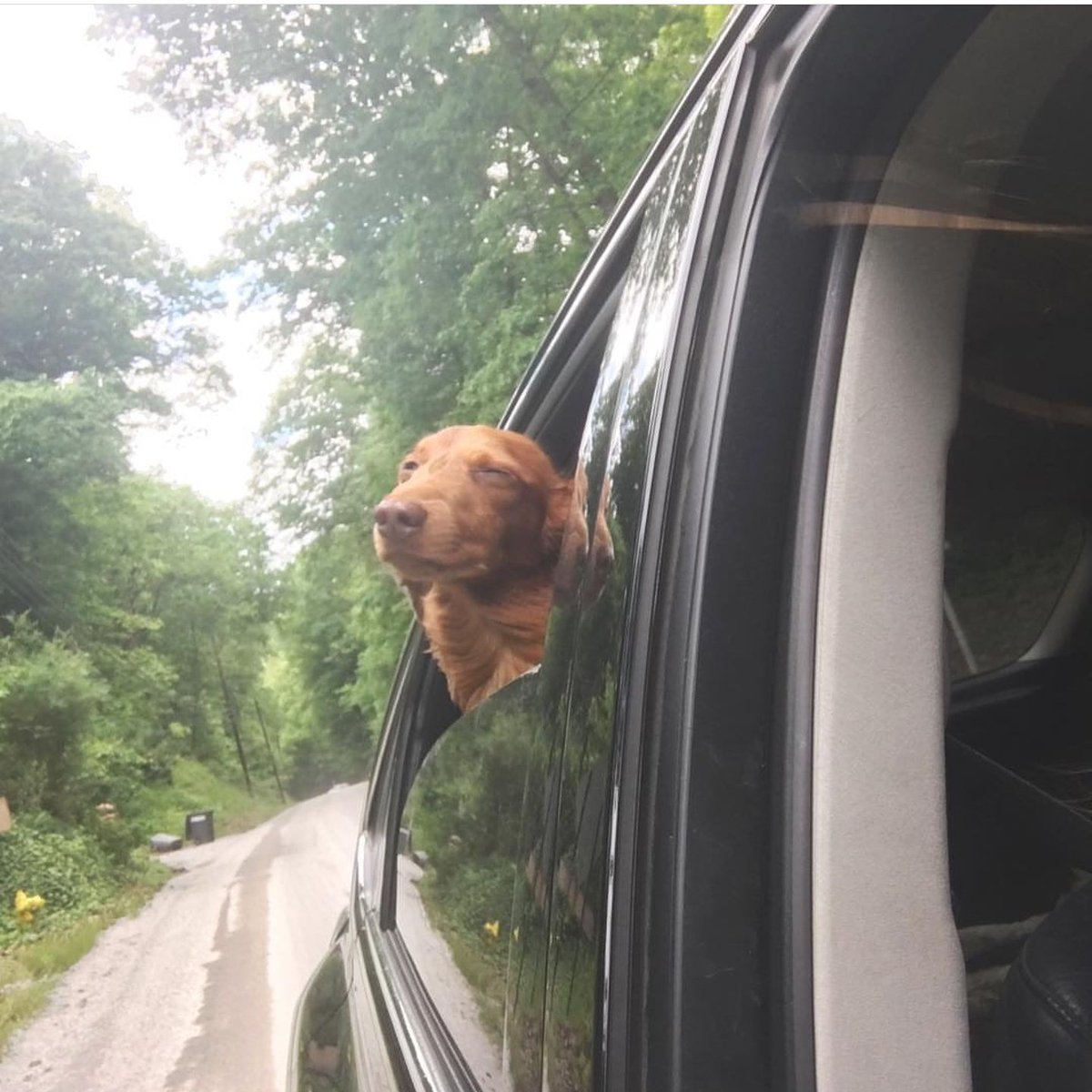 loveshersausage's tweet photo. #wednesday #humpday #wildwednesday #wienerwednesday #wienerworld #wienerdog #ilovemywiener #dachshund  #mommaloveshersausage https://t.co/ovVYniOJbE