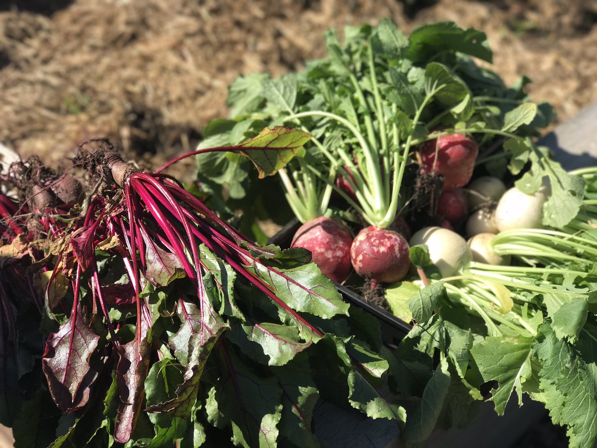 kinderFPS's tweet photo. The joy, the thrill and the rewards from growing, caring and harvesting @FPS1895 https://t.co/nS3VjVpuGj