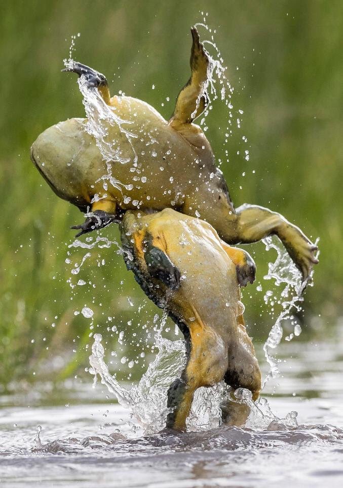 dragonwaffles35's tweet photo. @FilthyFrank @jacksfilms fix this frog #fixpics https://t.co/d7z0g6lF77