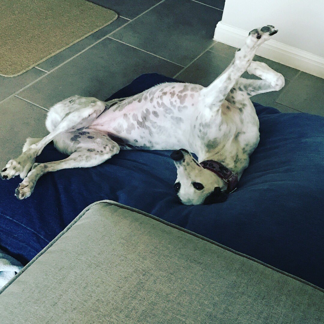 Pawsomepetsit's tweet photo. Danni doing her post dinner stretches. She cracks me up. #petsitterlife #petsitting #dogs #greyhound #prestretch #poststretch #workout https://t.co/aavsXMcwtD