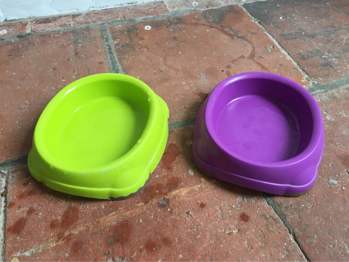 Toastthecat's tweet photo. EMPTY BOWLS. Labrador 2 has eaten all my food and even finished off my water #cat #greedylabrador #maystarve https://t.co/68YJ1AVN8Z