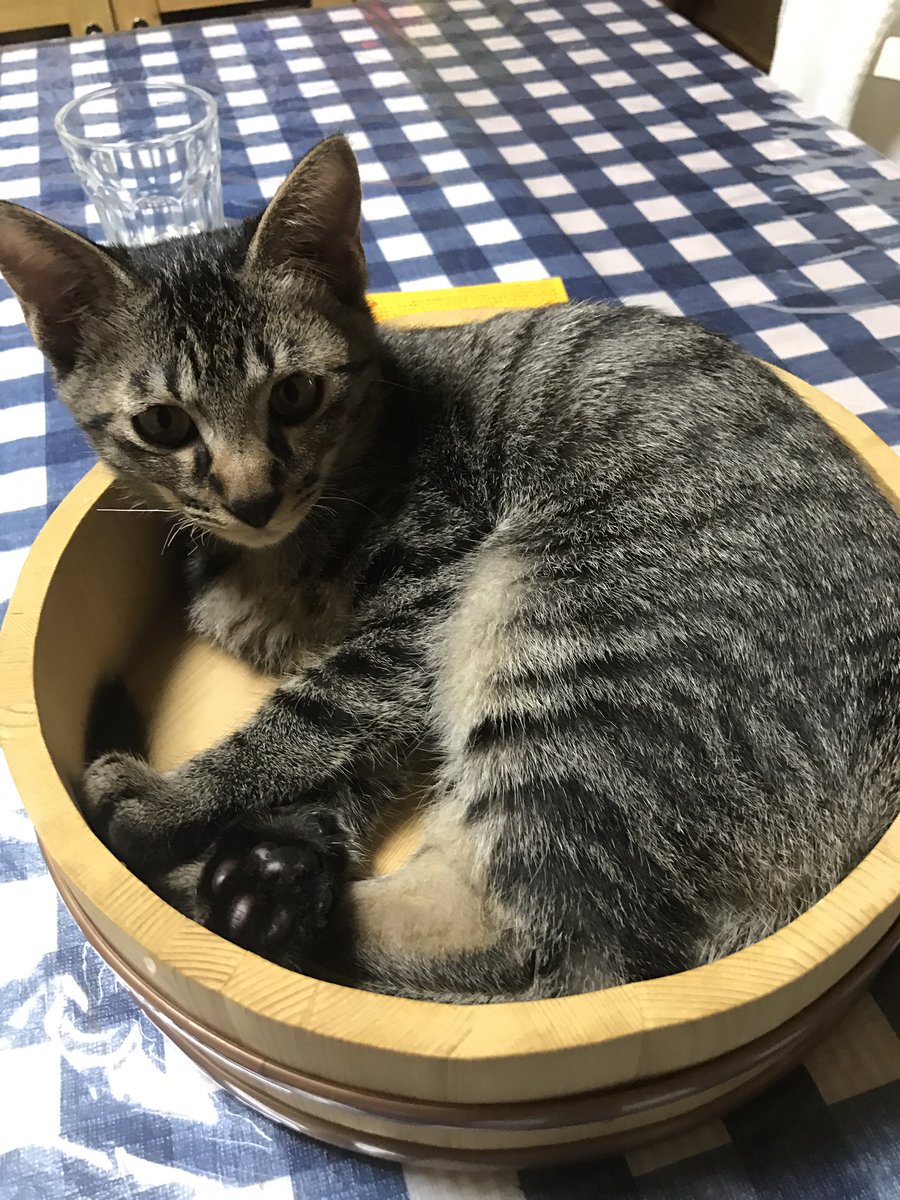 futarou0518's tweet photo. 猫桶✨

いやいや、寿司桶ですからー🍣💦

#猫桶
#猫鍋もどき
#お寿司作れない https://t.co/yi1uJjk1L5