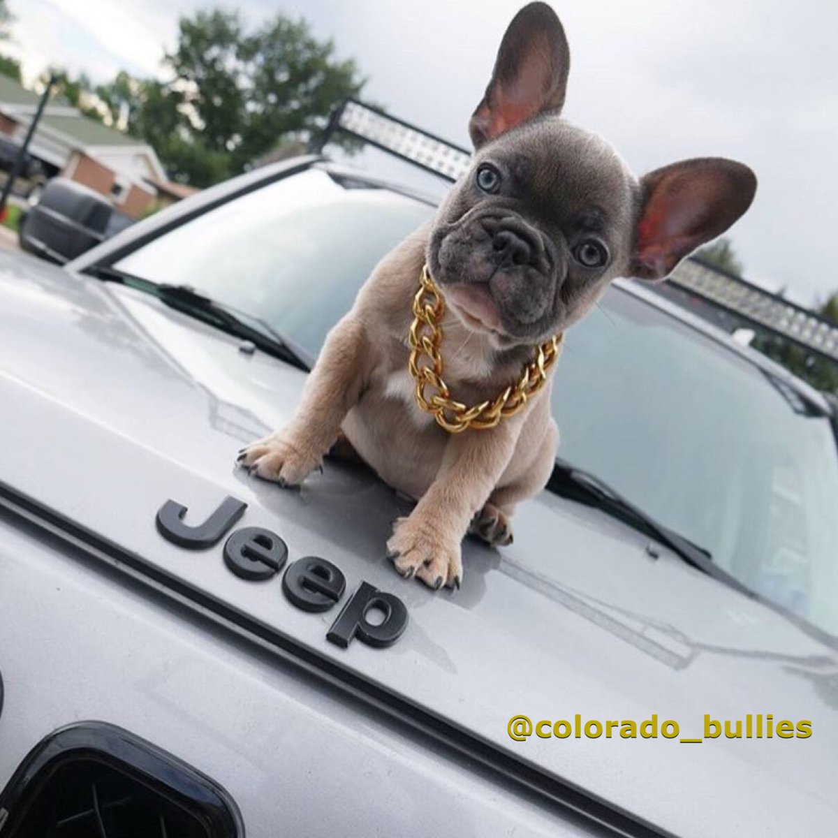 1JonathanRamos's tweet image. @FunkMaster_UFC This pup is all about that #FunkMaster life. #TeamFunkMaster #PushAljo