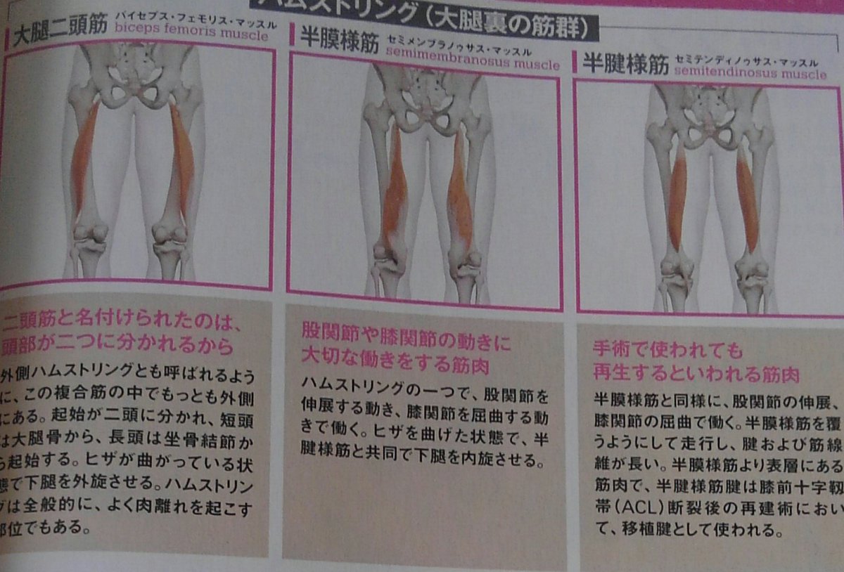 半腱様筋 半腱様筋