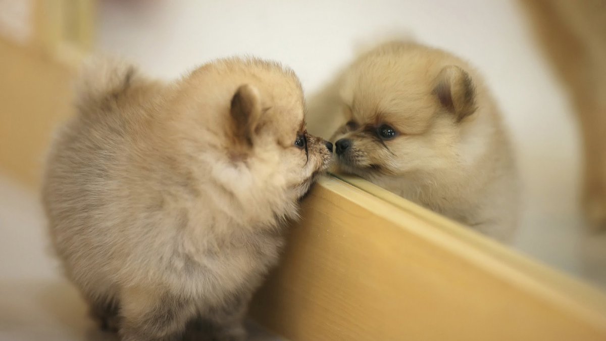 Wet Dog Products (@wetdogproducts) on Twitter photo 