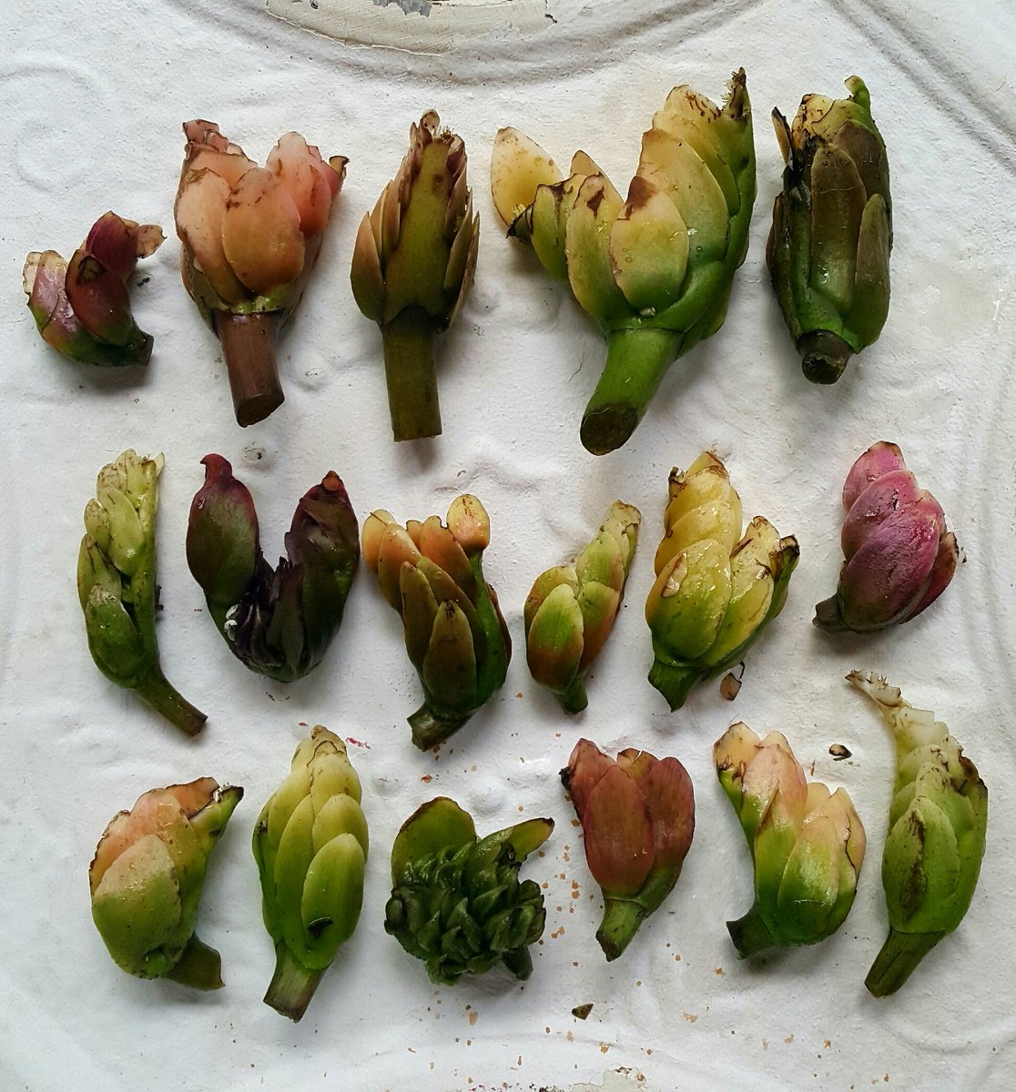 huiskok's tweet photo. These beauties made my day. #Waterblommetjies https://t.co/SwD9lxQhkV