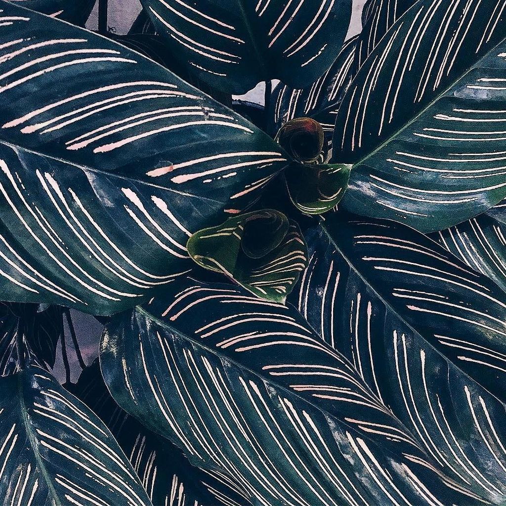 moonko____'s tweet photo. Look what's back in 💛💛 ~ These go super fast (in a day last time) #moonko #calathea #calatheaornata #abmspaces #ab… https://t.co/yLzEubXGvR https://t.co/qUbdgXEgdT