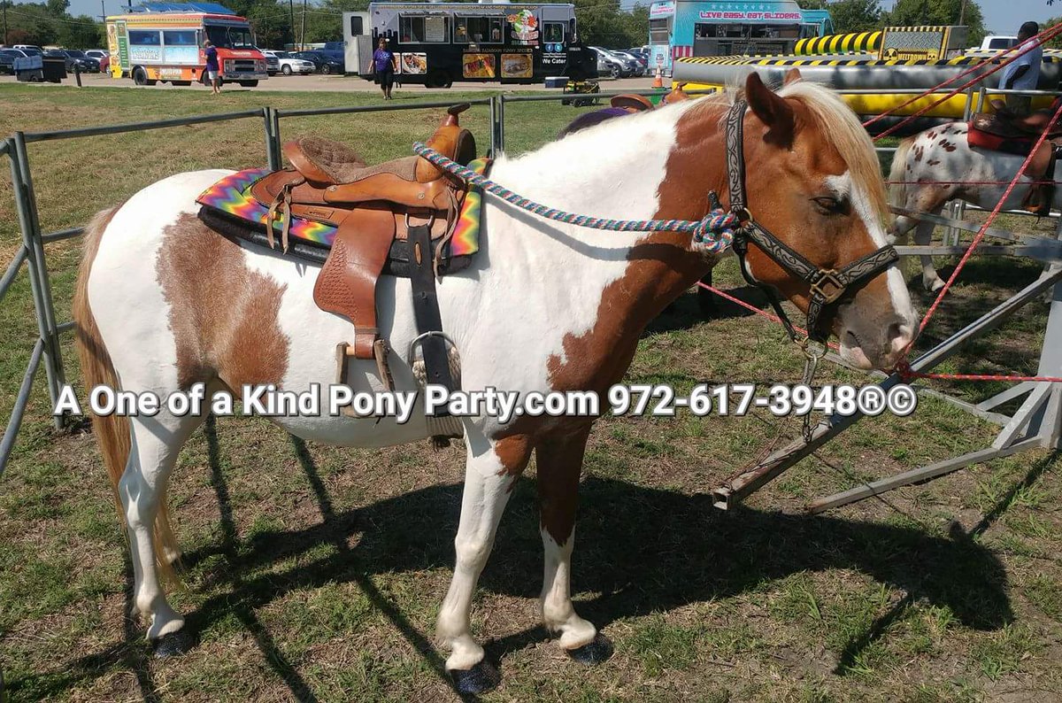 A1PonyParty's tweet photo. #A1ponyparty #ponycarousel #ponyride #ponyparty https://t.co/pSSxpEukaW