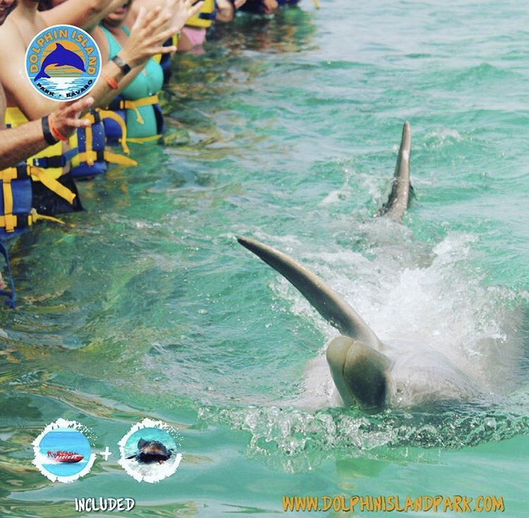 DolphinIslandP's tweet photo. How fun does this look? Come visit our #dolphin friends at #dolphinislandpark #vacations #fun #royalswim https://t.co/YhaFt5ipeK