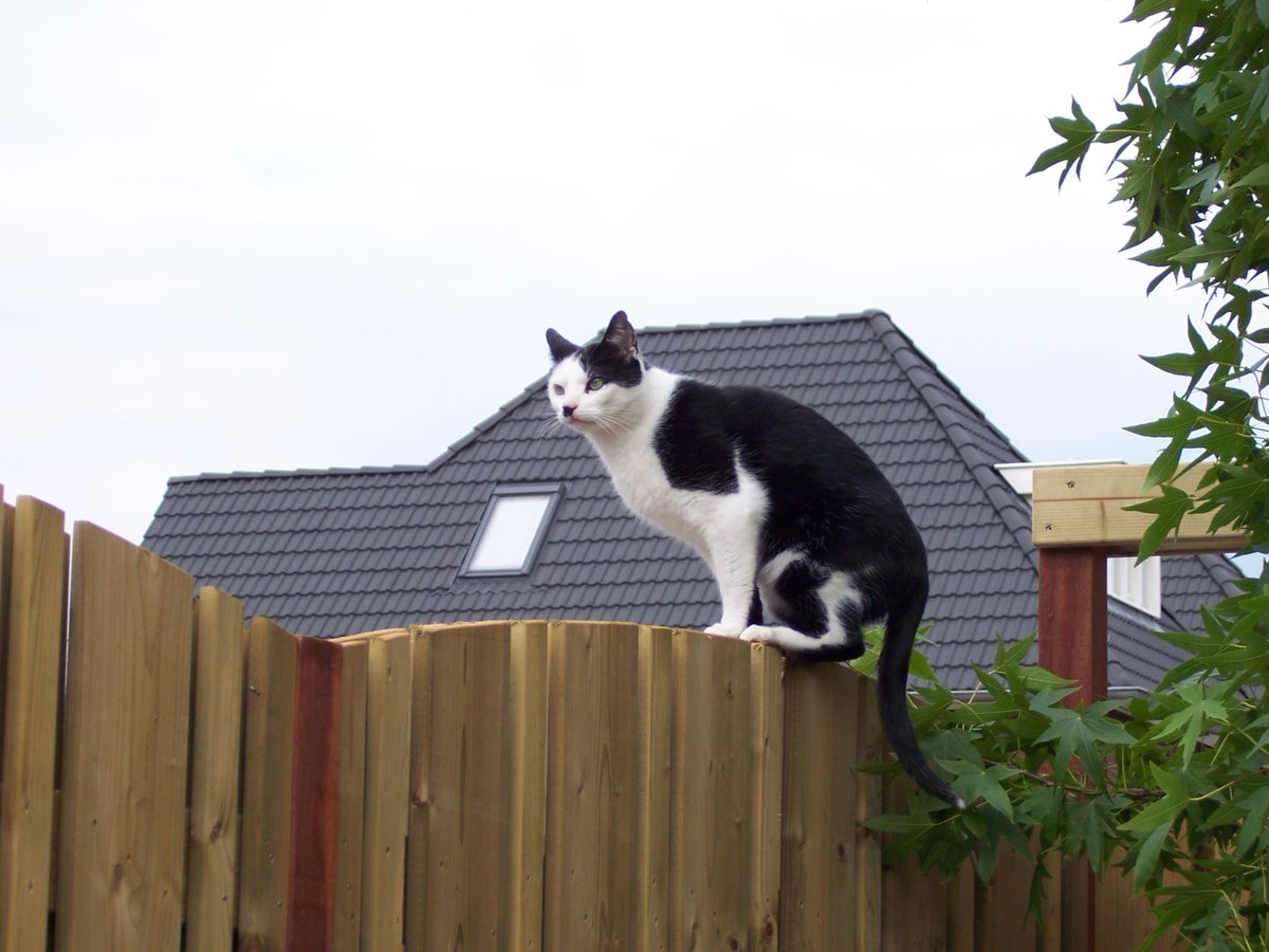 Ingepinge tweet media