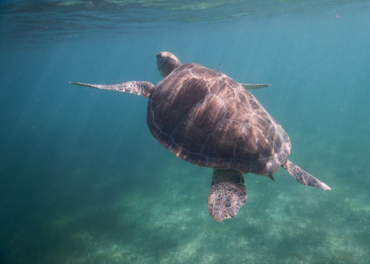 sarahwilddesign's tweet photo. Swimming with turtles at #Akumal, #Mexico #turtles #tortugaton #marinelife #protect #marineturtleconservation https://t.co/HP65CVoC1N