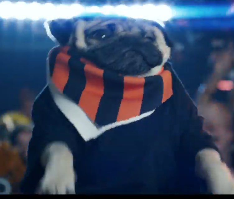 SiriusGB's tweet photo. #FelizJueves @katyperry #TigerPug πππ―#SwishSwish https://t.co/tGaLfkqIqb