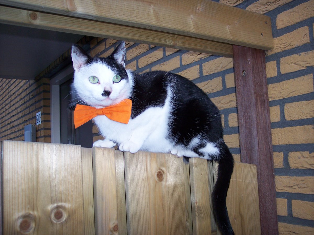 Ingepinge tweet media