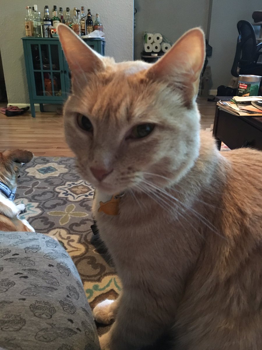 StarkMinions's tweet photo. Whys our food late this morning? Don't mess with me human. #feedme #catlife #CatsofTwitter https://t.co/FIlGrETpPh