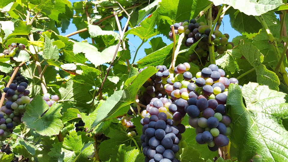 No rush, grapes need more sunshine again to mature #champagne #harvest #lallier