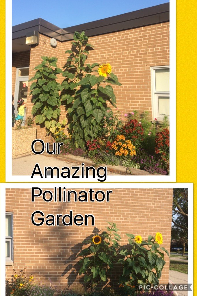 RPSGREENTEAM's tweet photo. Our Amazing Pollinator Garden #rpsgreenteam https://t.co/bZ5imEL8xb https://t.co/zb0c9FuDW2