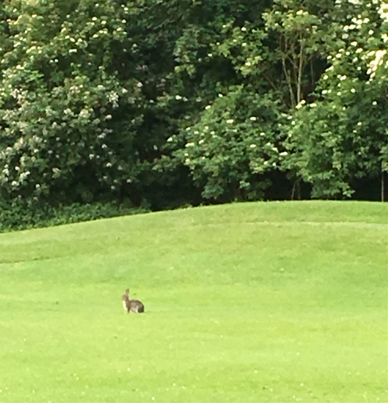 golfkrommerijn's tweet photo. #Golfgeheimen: dit konijn zoekt zijn hoge hoed... 24 september #OpenGolfdag #Golfgeheimen https://t.co/W6G1w9Xnkc https://t.co/B0WVORKkmc