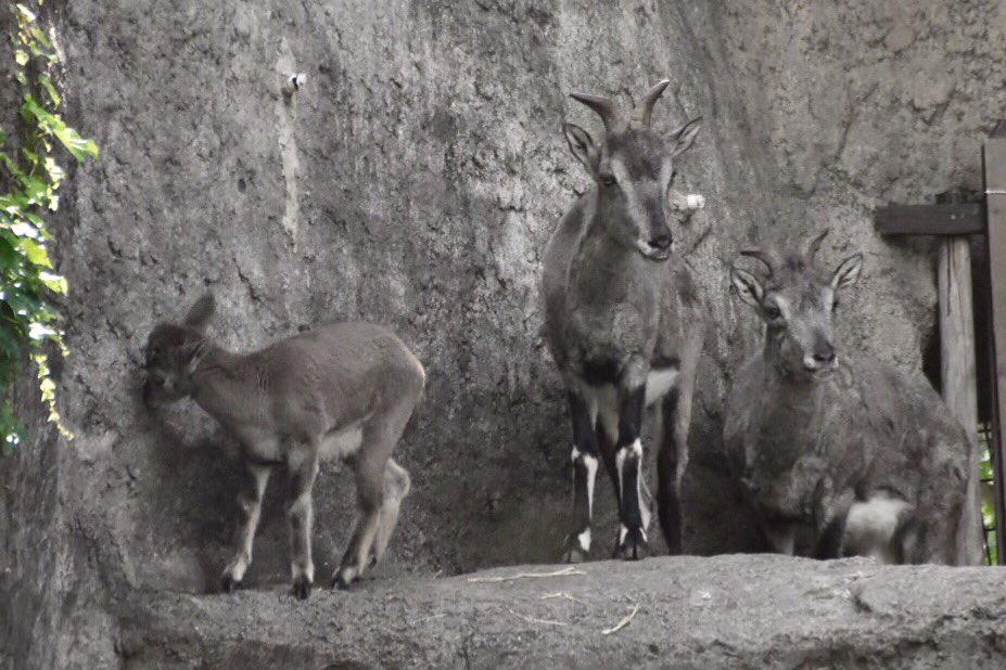 Sacchan31's tweet image. 金沢もあっちのレンズだったな(笑)
富士サファリの疲れと暑さでお手軽な方に💦
6月生まれの子供が可愛かった❤️
写真はたぶんノノンちゃんだと思うー。
#金沢動物園 #ノノン #バーラル