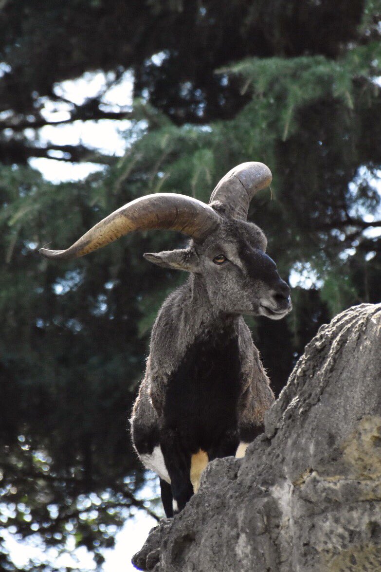 Sacchan31's tweet image. 金沢もあっちのレンズだったな(笑)
富士サファリの疲れと暑さでお手軽な方に💦
6月生まれの子供が可愛かった❤️
写真はたぶんノノンちゃんだと思うー。
#金沢動物園 #ノノン #バーラル