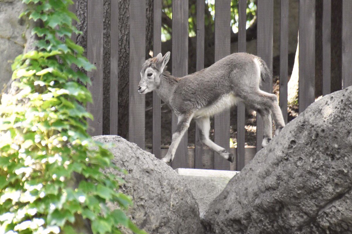 Sacchan31's tweet image. 金沢もあっちのレンズだったな(笑)
富士サファリの疲れと暑さでお手軽な方に💦
6月生まれの子供が可愛かった❤️
写真はたぶんノノンちゃんだと思うー。
#金沢動物園 #ノノン #バーラル