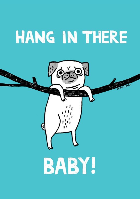 HUFT_India's tweet photo. Hang in there baby, the weekend is right around the corner!
#weekendwaiting #weekendvibes #puglife https://t.co/k3MF1Ua7Rq