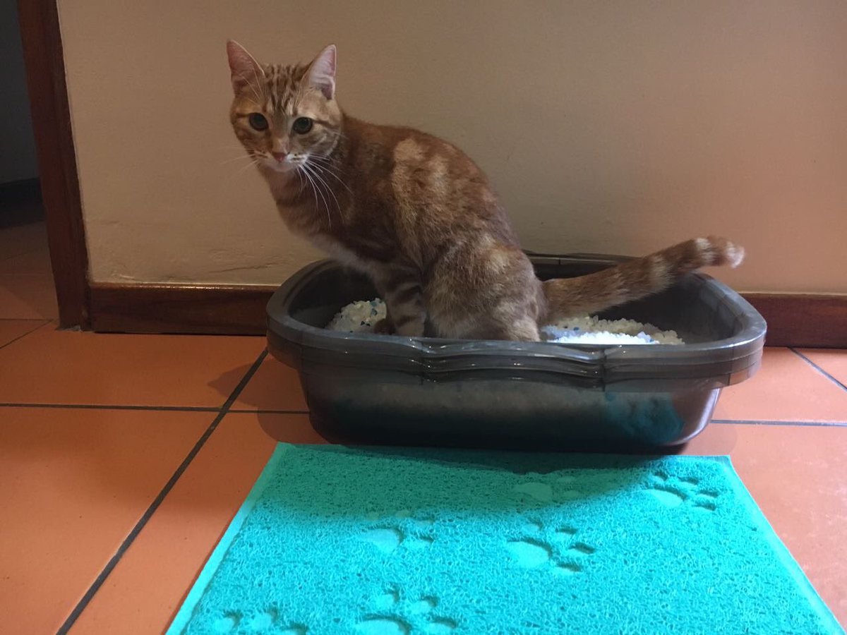 ValemountFeeds's tweet photo. Bindi loving her new cat litter mat! Get yours today #cats #catlittermat #spoilyourcat https://t.co/JT64u6uIYU