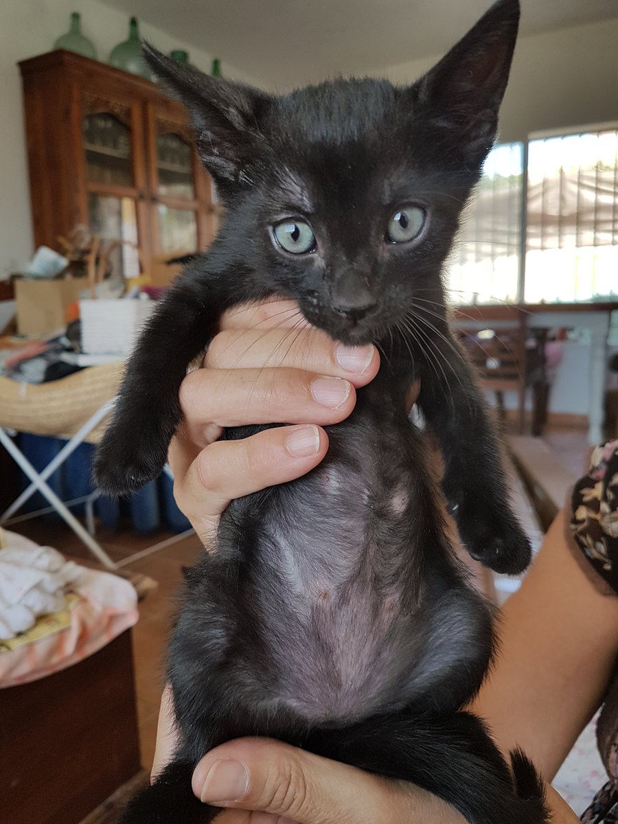 Raquekisskiss's tweet photo. SE DAN EN ADOPCIÓN EN MÁLAGA. URGENTE. SON DOS HEMBRAS Y UN MACHO. https://t.co/v1jIUvuO0H