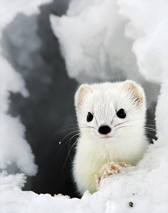 二度見するほど美しい生き物 على تويتر オコジョ 白い天使 と形容される動物 丸い耳に真っ黒な目 小さなハナが可愛らしい生き物です しかし 数が減少しており 準絶滅危惧種として指定されています