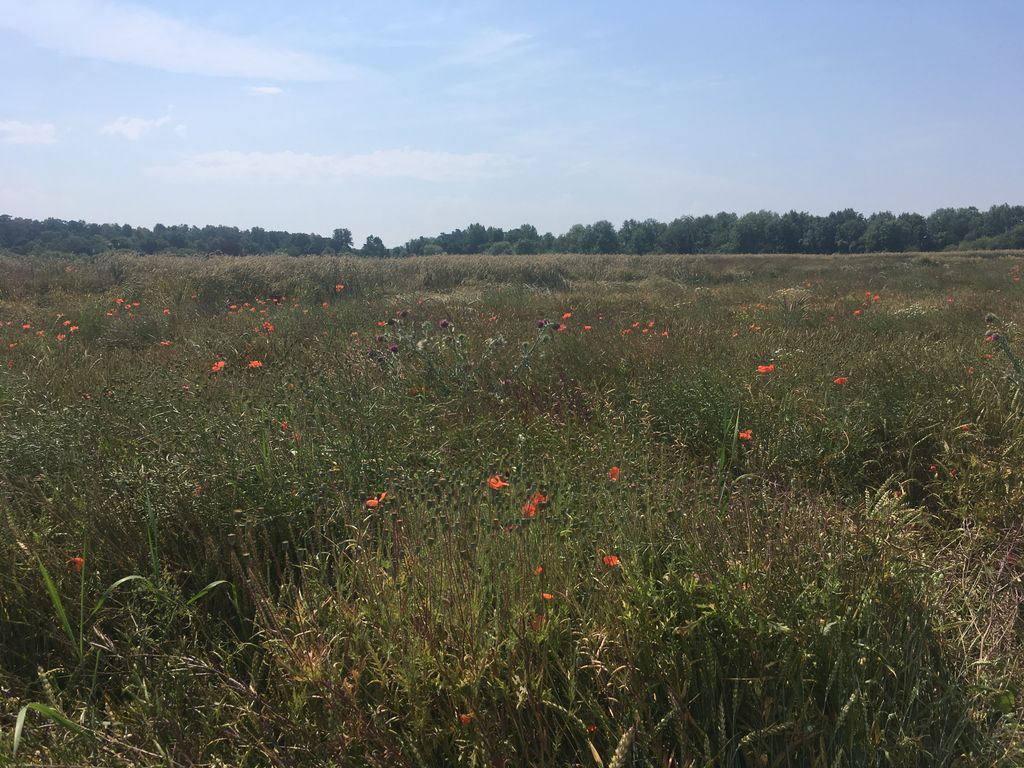 farmerama__'s tweet photo. Hear all the exciting conversations on #arable crops from #NOCC17 in our radio show with @ofgorganic > listen here: https://t.co/EzfXIT6ryV https://t.co/eBoBjPP5w4