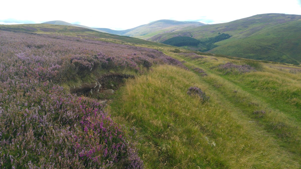 NlandRangers's tweet photo. Today's office - #Heather in the #Harthope. @NlandNP https://t.co/MZLT5AoggI