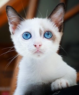 PaperAlternativ's tweet image. Ready to #ScanDocuments?  Avoid CAT-tastrophies!    What You Must Know Before you Start a Scanning Project hubs.ly/H08qsvs0