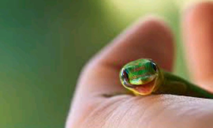 Here are some adorable baby snakes since someone asked for them!