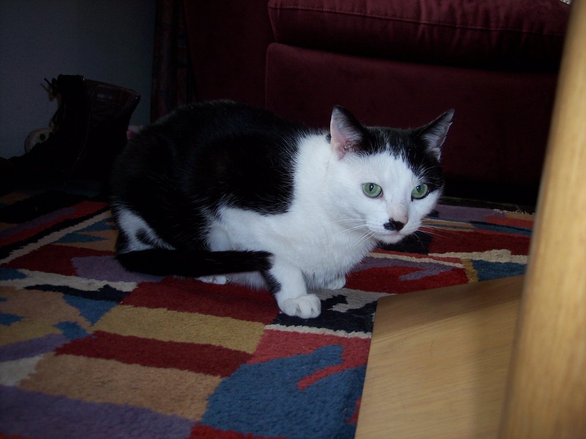 Ingepinge tweet media