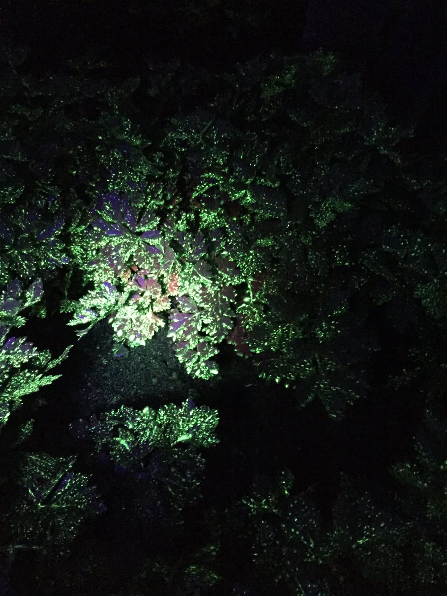 HortApplication's tweet image. 8 degrees, raining and out in a celery crop looking at spray coverage #CoverageIsKey #GettingItRight