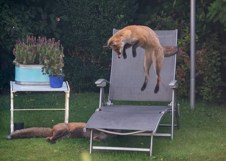 ian0nai's tweet image. Wonderful sight from the kitchen window in Prestwick, Scotland this morning. @BBCSpringwatch @wildlife_posts