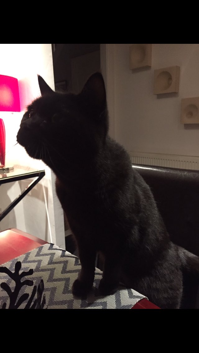 hattyeaston's tweet photo. Pick me pick me @TreasuryMog (this is Fred) #blackcatappreciationday https://t.co/2bzA2yPGso