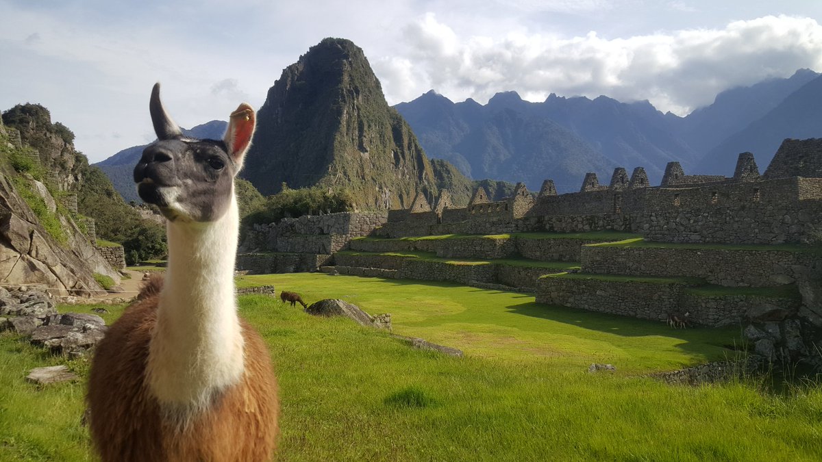 OliGreen1's tweet photo. @Globe_Pics This is my Llama pic from earlier this year 🐫 https://t.co/UaIu3anA9s