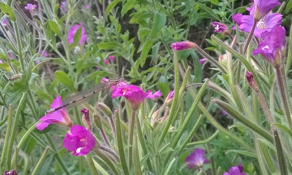 Nature is not a club to join. Its an integral part of all of our lives