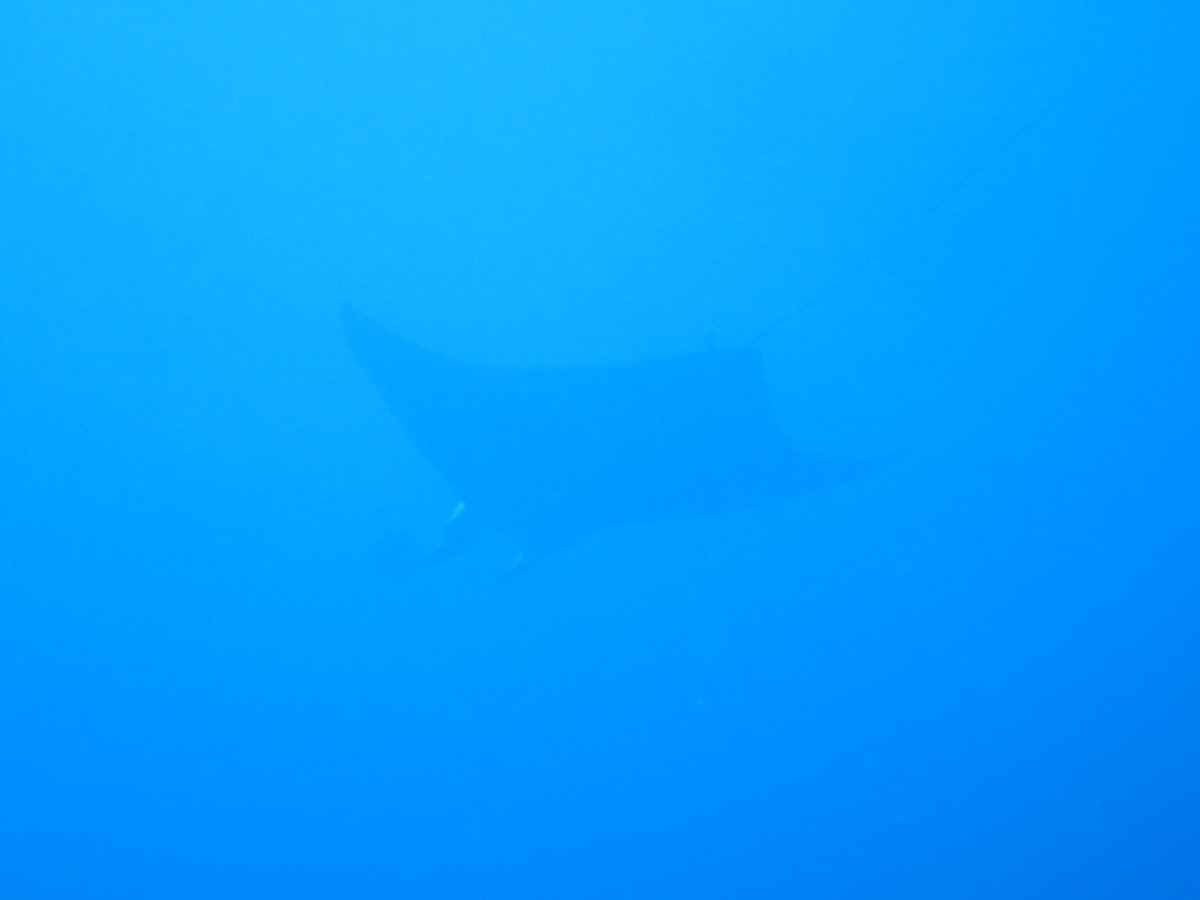 ｄｏｌｐｈｉｎｗａｖｅ 本日も神子元島は青い潮が来ました 最高の透明度で３０ｍは見えております １ダイブ目は なんとマンタ モブラ が登場 本日のお写真のご提供は 尾万様のご提供です T Co Iytlfabduk ダイビングって楽しい