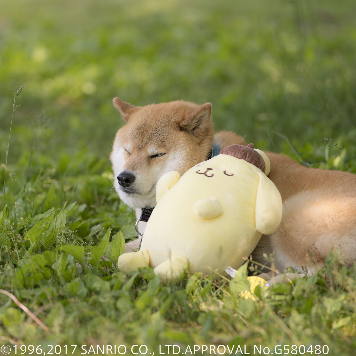 ポムポムプリンくん実は犬 Hashtag Pa Twitter